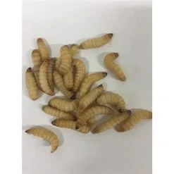 Pecheur.com TEIGNES BLANCHES