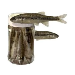 VAIRONS EN CONSERVE ASTUCIT - PAR 10