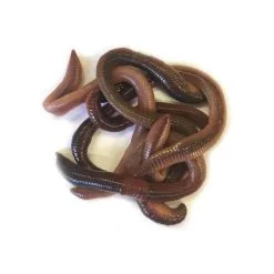 Pecheur.com VERS CANADIENS