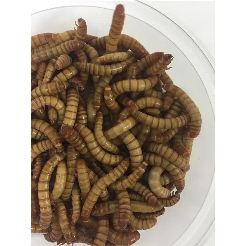 Pecheur.com VERS DE FARINE