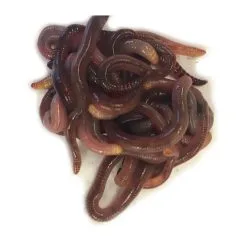 Pecheur.com VERS DE TERREAUX